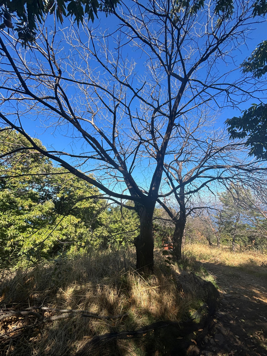 Η κλιματική αλλαγή απειλή για τις καλλιέργειες του Θεσσαλικού κάμπου