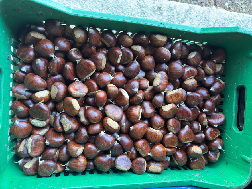 Η κλιματική αλλαγή απειλή για τις καλλιέργειες του Θεσσαλικού κάμπου