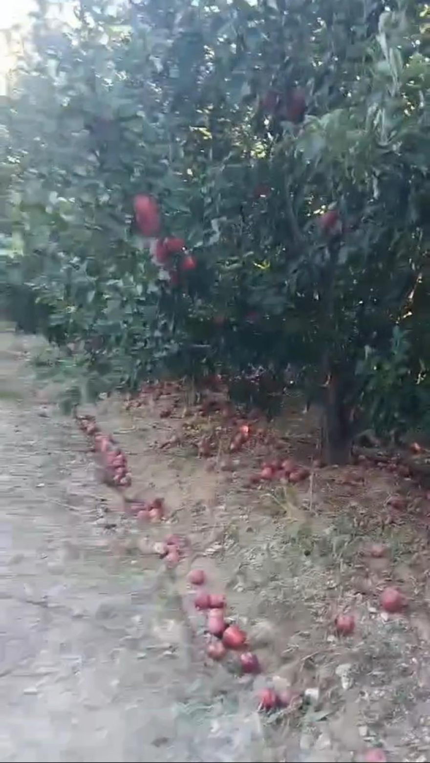 Η κλιματική αλλαγή απειλή για τις καλλιέργειες του Θεσσαλικού κάμπου
