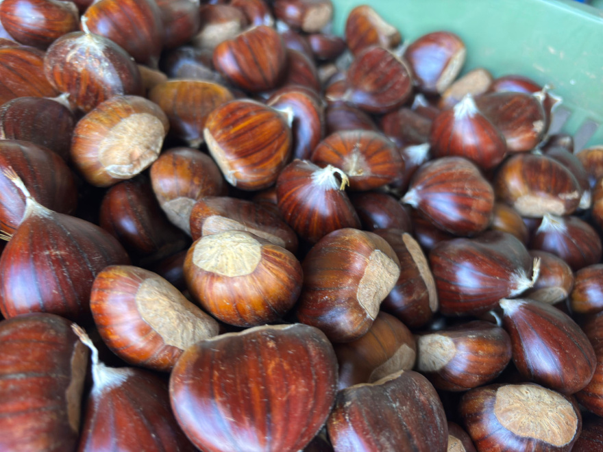 Η κλιματική αλλαγή απειλή για τις καλλιέργειες του Θεσσαλικού κάμπου