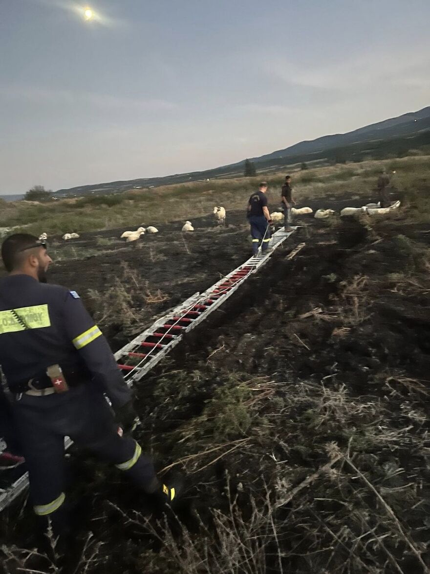 Θεσσαλονίκη: Καρέ-καρέ η διάσωση προβάτων που είχαν κολλήσει σε βάλτο