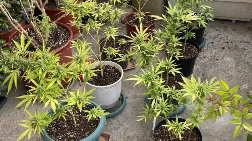 Πιερία: Συνελήφθη άτομο  που καλλιεργούσε δενδρύλλια κάνναβης στο μπαλκόνι του  - Φωτογραφίες