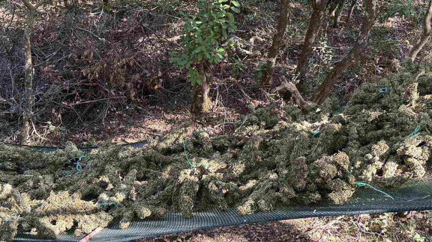 1.253 δενδρύλλια και ένας τόνος κάνναβης εντοπίστηκαν στην Τρίπολη - Συνελήφθη 37χρονος