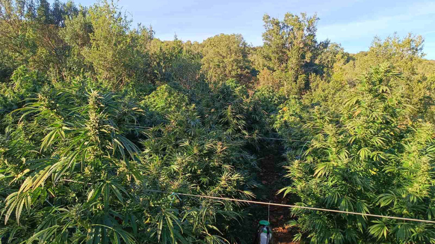 1.253 δενδρύλλια και ένας τόνος κάνναβης εντοπίστηκαν στην Τρίπολη - Συνελήφθη 37χρονος