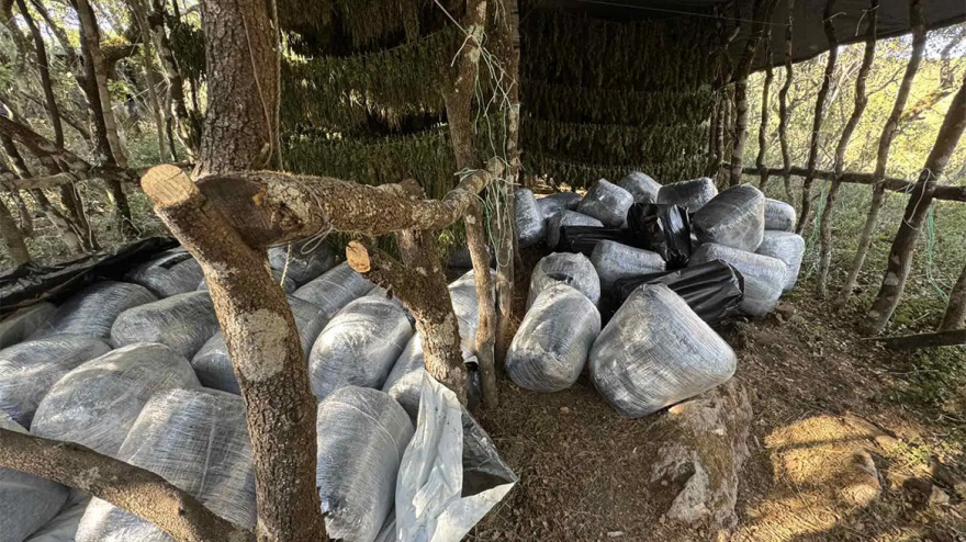 1.253 δενδρύλλια και ένας τόνος κάνναβης εντοπίστηκαν στην Τρίπολη - Συνελήφθη 37χρονος