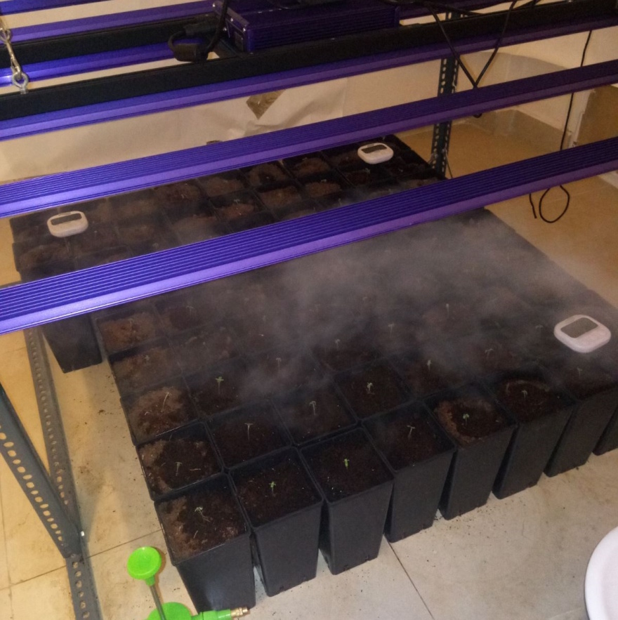 Θεσσαλονίκη: Καλλιεργούσαν σε διαμέρισμα 75 φυτά κάνναβης - Έκρυβαν τα ναρκωτικά σε φούρνο