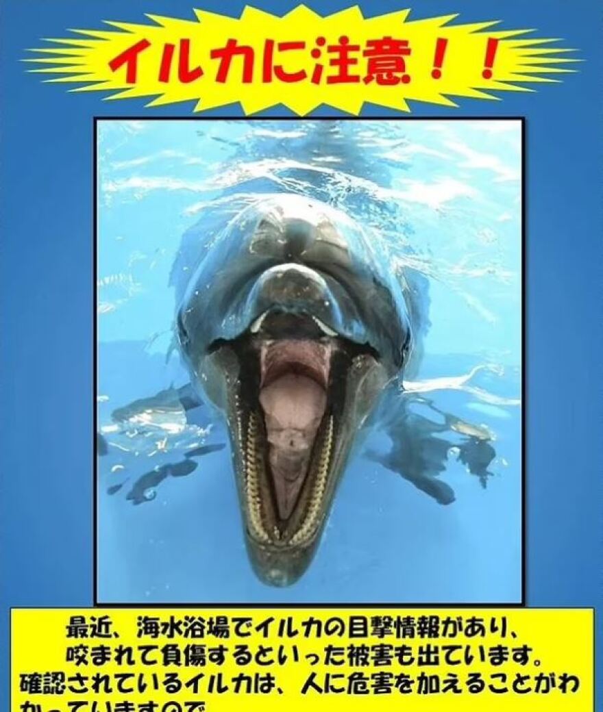 Ιαπωνία: Δελφίνι επιτέθηκε σε 23χρονο - Το έκανε επειδή ήταν μοναχικό, λένε επιστήμονες