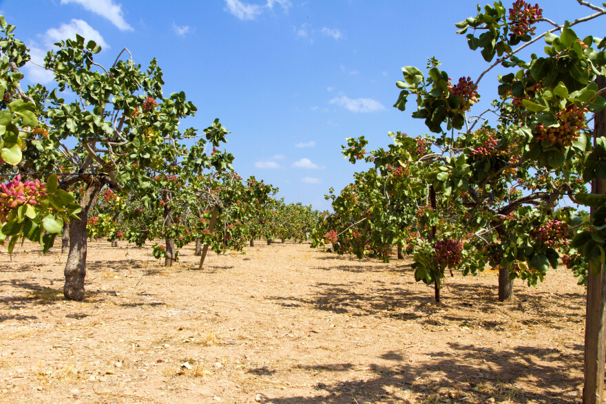 Το φιστίκι Αιγίνης στην κορυφή των ξηρών καρπών όλου του κόσμου από το Taste Atlas
