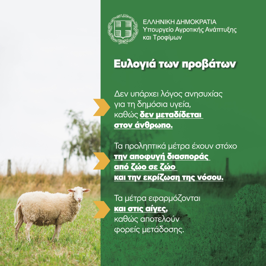 Ευλογιά των αιγοπροβάτων: Πώς εξελίσσεται η εφαρμογή των μέτρων για την αντιμετώπιση της νόσου