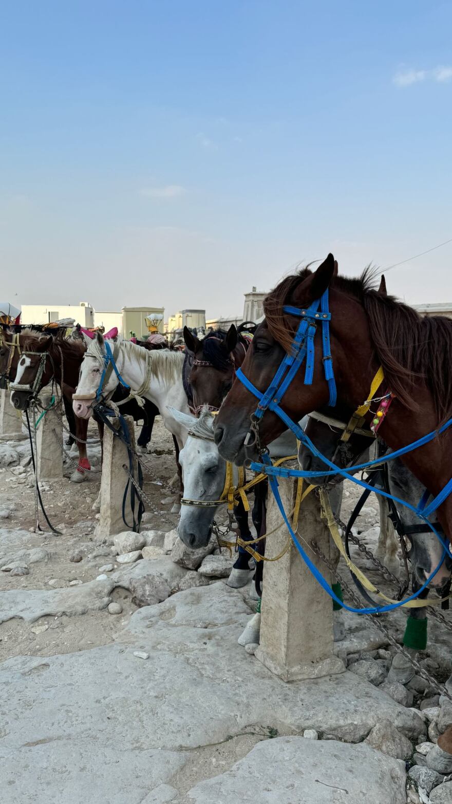 Κωνσταντίνος Βασάλος - Μαρία Παπαγεωργίου: Ταξίδεψαν στο Κάιρο 