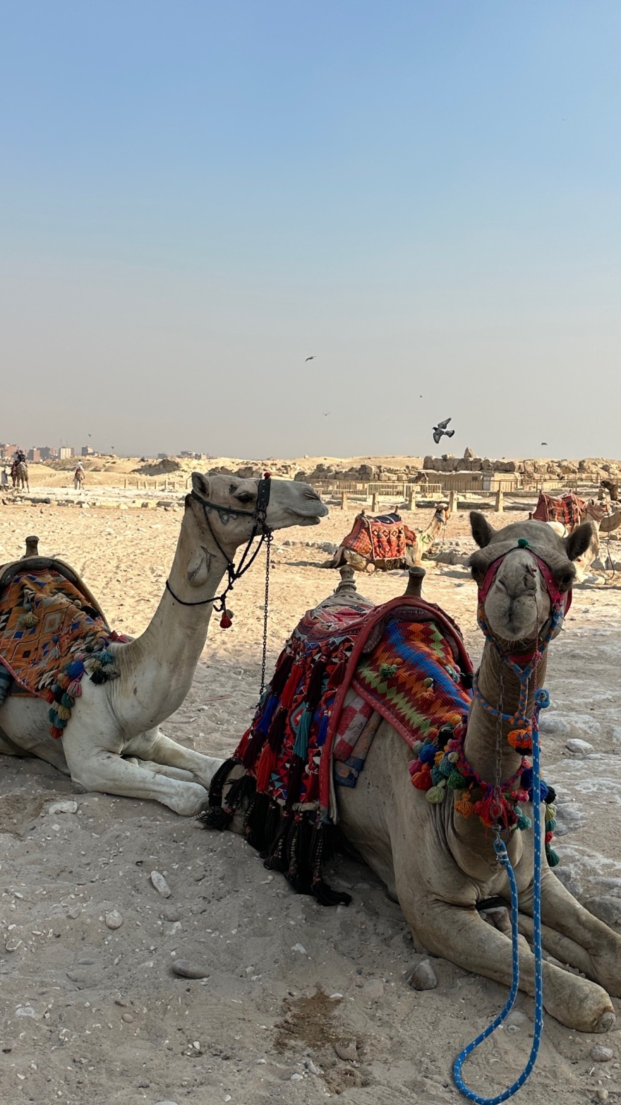 Κωνσταντίνος Βασάλος - Μαρία Παπαγεωργίου: Ταξίδεψαν στο Κάιρο 