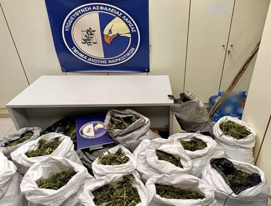 Ελλασόνα: Σεσημασμένος Αλβανός ταυτοποιήθηκε για τη μεγάλη χασισοφυτεία