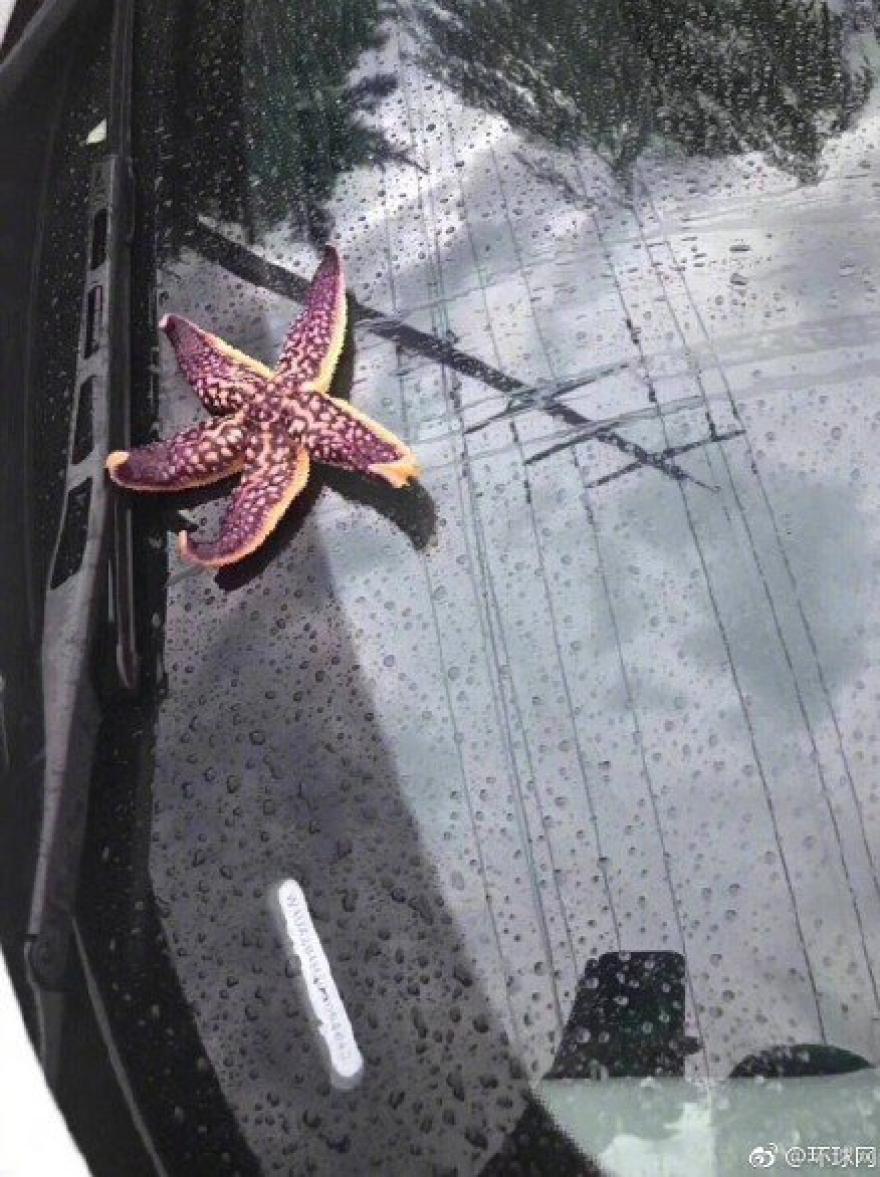 Φωτογραφίες: Καταιγίδα από... χταπόδια, αστερίες και γαρίδες στην Κίνα!