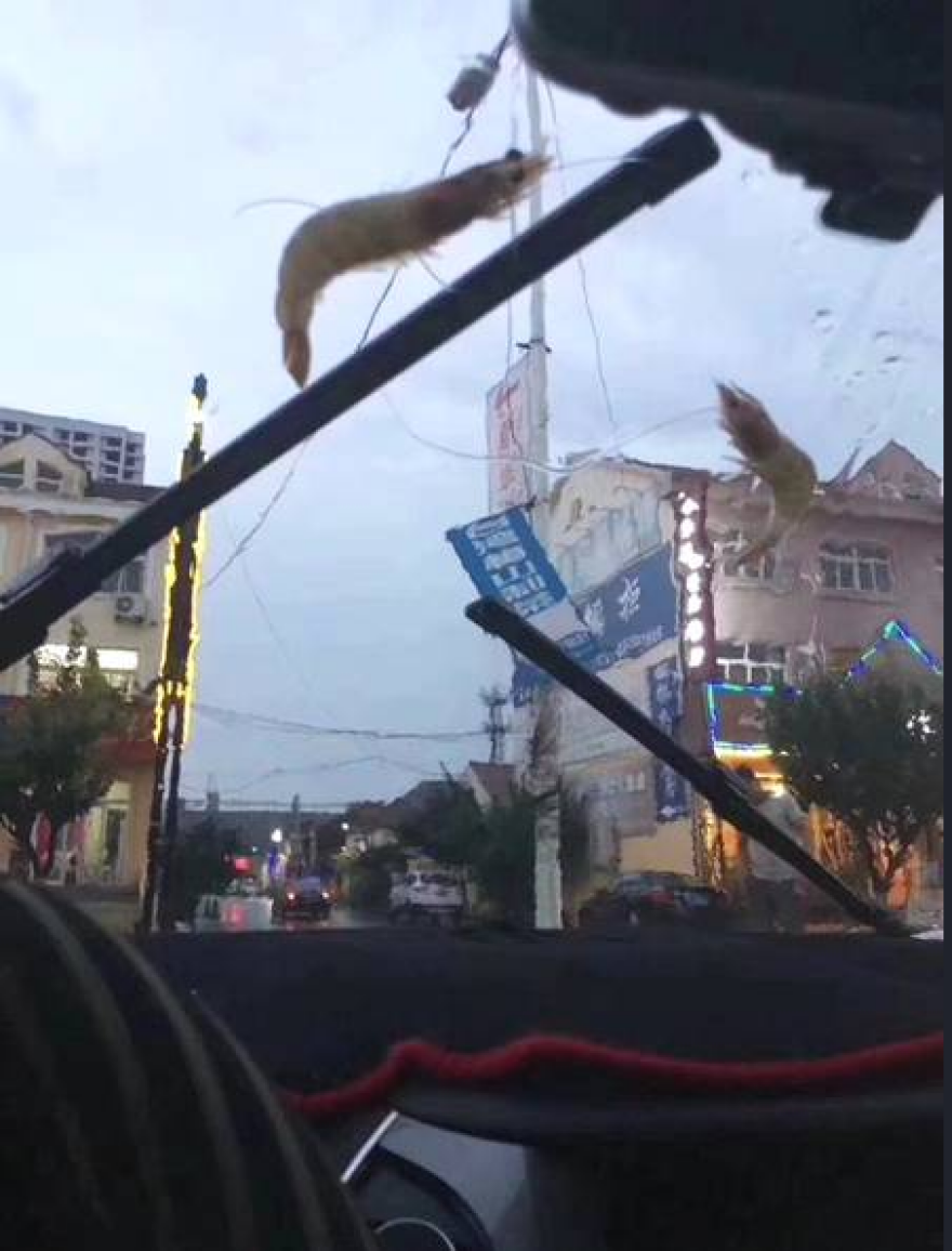 Φωτογραφίες: Καταιγίδα από... χταπόδια, αστερίες και γαρίδες στην Κίνα!