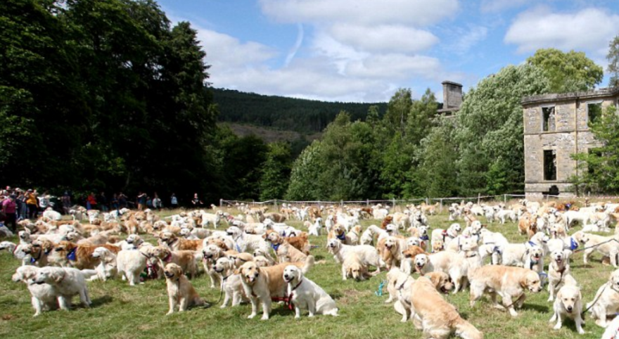 Εικόνες σκέτη γλύκα: Ξεχάστε  τα 101 σκυλιά της Δαλματίας -  Ιδού τα 361 golden  retriever! 