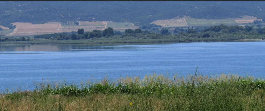Αγριέλαιο από τη λίμνη Βόλβη με... βυζαντινή ιστορία