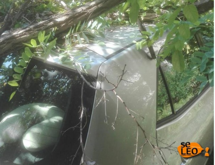 Αγριεύει ο «Ξενοφών»: Ισχυροί άνεμοι στη Θεσσαλονίκη - Ξεριζώθηκαν δέντρα, ζημιές σε ΙΧ  