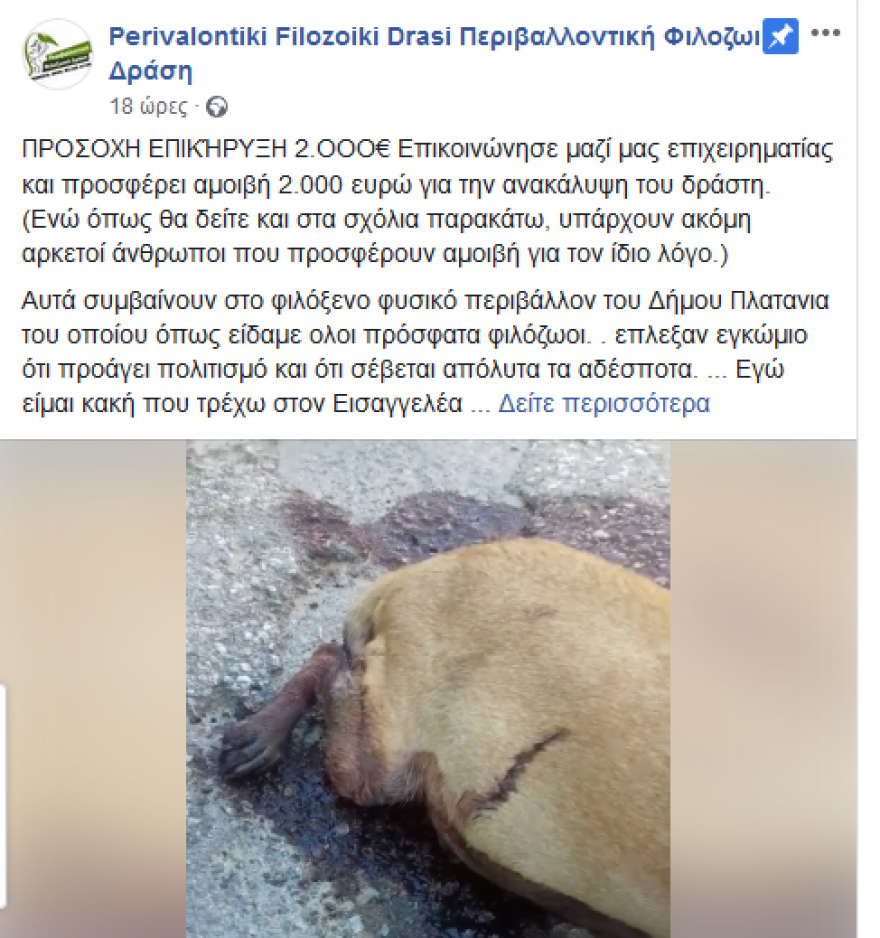 Χανιά: Επικήρυξαν με 2.000 ευρώ αυτόν που σκότωσε την έγκυο σκυλίτσα