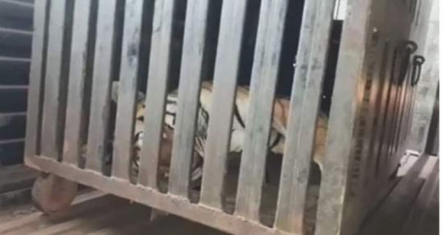 Ινδία: Νεκρή η τίγρης που κατασπάραξε 13 ανθρώπους σε δύο χρόνια 