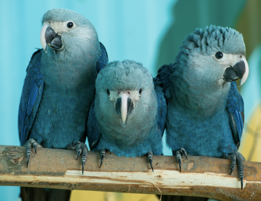 Αυτά είναι τα άγρια ζώα που εξαφανίστηκαν από τον πλανήτη το 2018