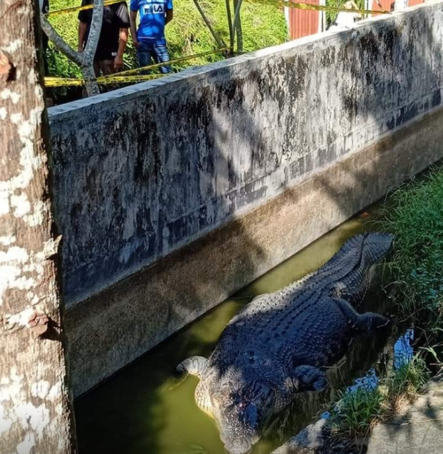 Κροκόδειλος πέντε μέτρων κατακρεούργησε επιστήμονα που τον τάιζε στην Ινδονησία