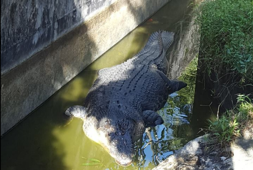 Κροκόδειλος πέντε μέτρων κατακρεούργησε επιστήμονα που τον τάιζε στην Ινδονησία