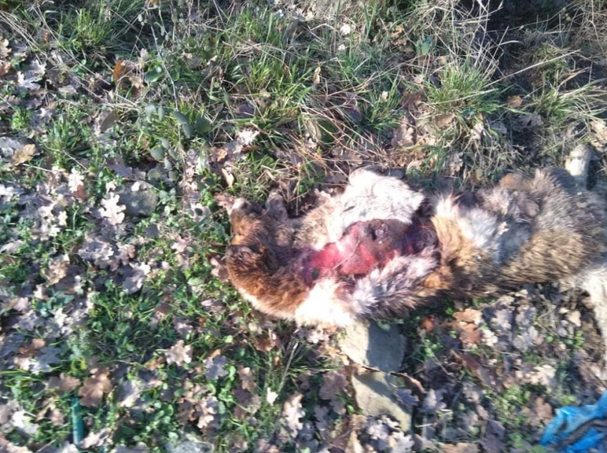 Καλάβρυτα: Πυροβόλησαν ακόμα ένα ποιμενικό σκύλο – Έρευνα διέταξε ο εισαγγελέας 