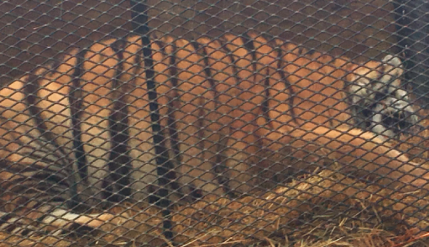 Έκανε διάρρηξη σε γκαράζ για να στρίψει «τσιγάρο» και μέσα βρήκε μία τεράστια τίγρη