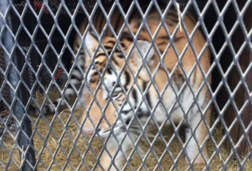 Έκανε διάρρηξη σε γκαράζ για να στρίψει «τσιγάρο» και μέσα βρήκε μία τεράστια τίγρη