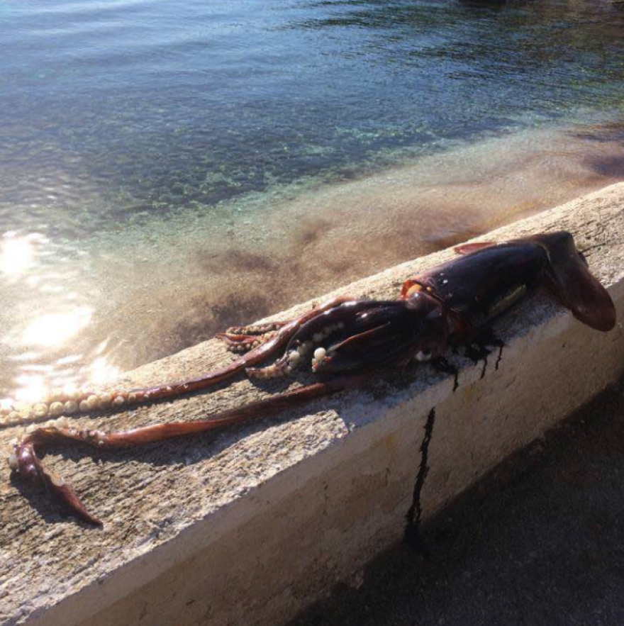 Κεφαλονιά: Ψάρεψαν καλαμάρι δέκα κιλών