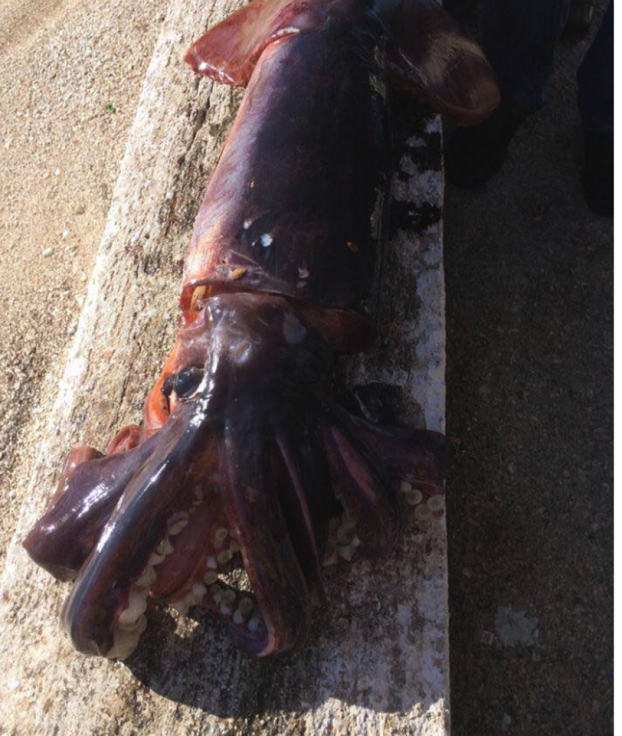 Κεφαλονιά: Ψάρεψαν καλαμάρι δέκα κιλών