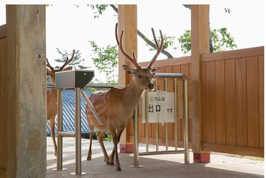 Ιαπωνία: Ελάφια βολτάρουν στους δρόμους και χαζεύουν βιτρίνες 