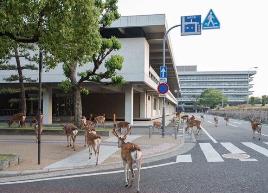 Ιαπωνία: Ελάφια βολτάρουν στους δρόμους και χαζεύουν βιτρίνες 