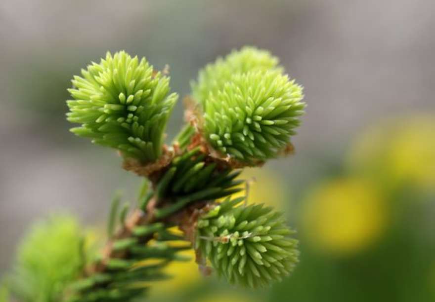 Το δέντρο που βγάζει... λεφτά βρίσκεται στην Αλάσκα