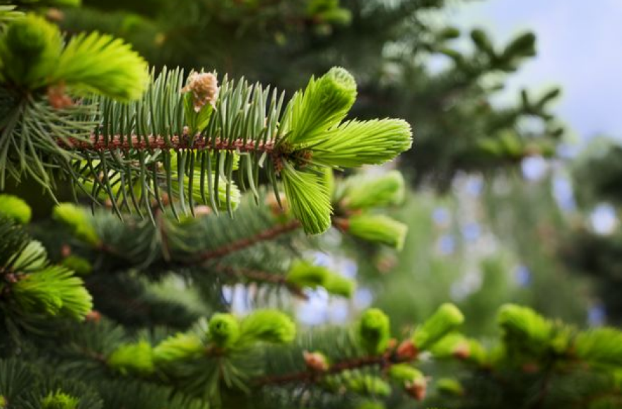 Το δέντρο που βγάζει... λεφτά βρίσκεται στην Αλάσκα
