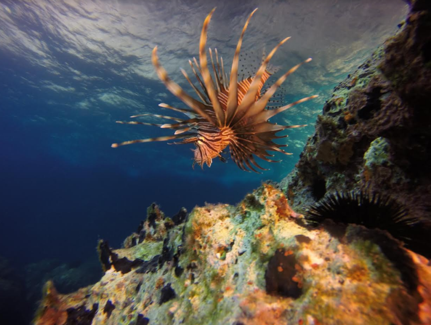 Λεοντόψαρο: Το δηλητηριώδες ψάρι στα ελληνικά νερά - Πού έχει εντοπιστεί μέχρι σήμερα