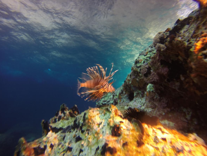 Λεοντόψαρο: Το δηλητηριώδες ψάρι στα ελληνικά νερά - Πού έχει εντοπιστεί μέχρι σήμερα