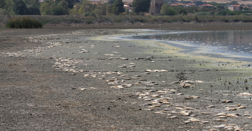 Κορώνεια: Μεγάλη πτώση στη στάθμη του νερού - Χιλιάδες νεκρά ψάρια 