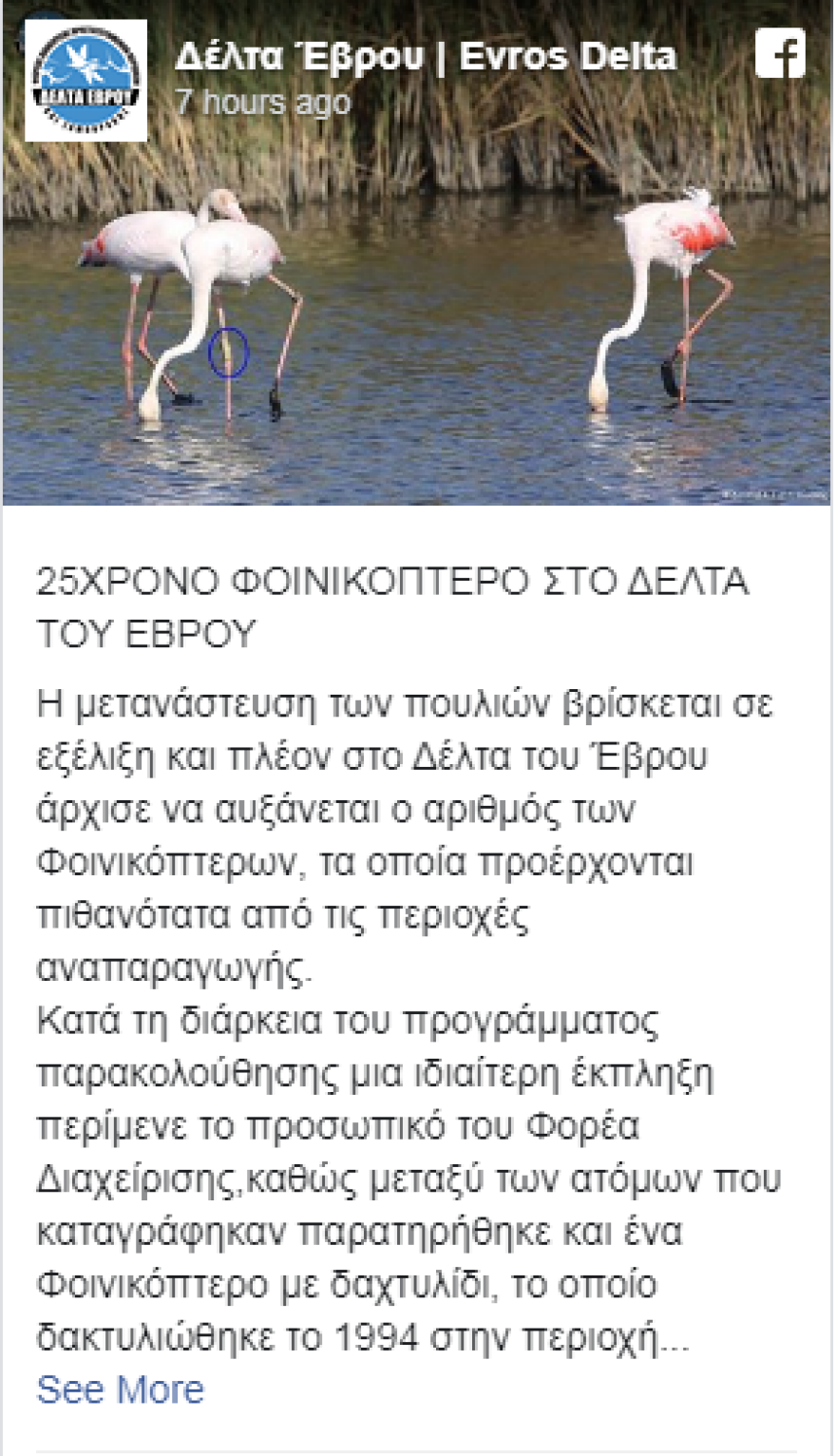  Φλαμίνγκο ηλικίας 25 χρονών στο Δέλτα του Έβρου