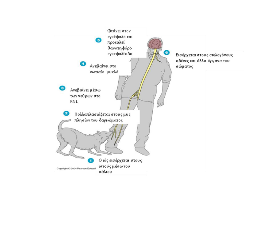 Συναγερμός σε όλα τα τελωνεία της χώρας για την έξαρση της λύσσας στην Τουρκία