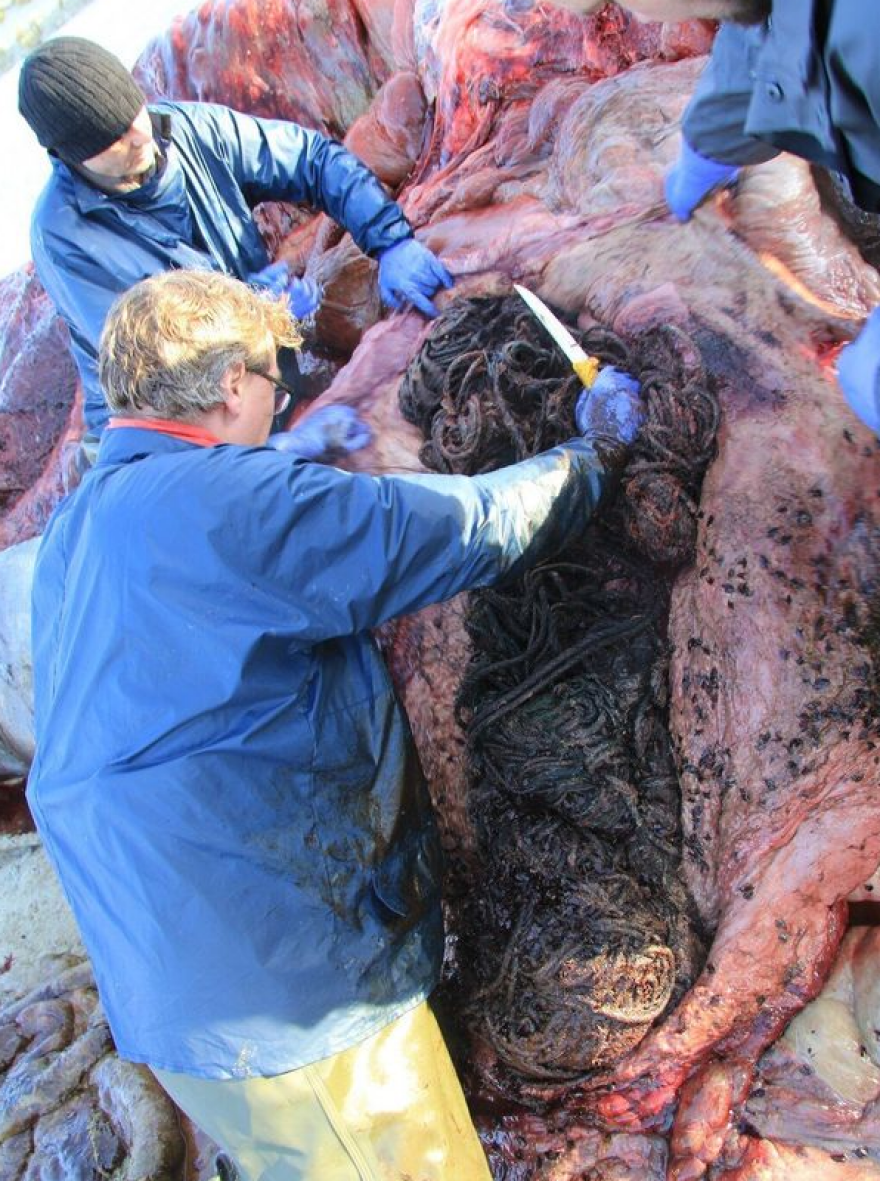 Βρετανία: Νεκρή φάλαινα με 100 κιλά σκουπίδια στο στομάχι της