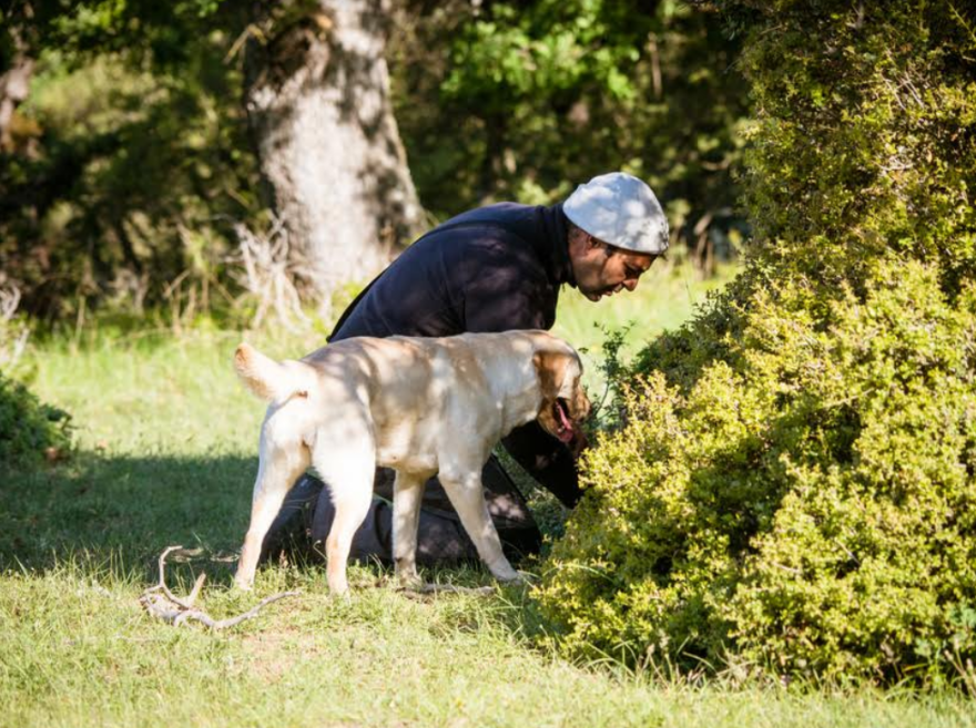 Κυνήγι τρούφας στα Μετέωρα από το Μουσείο Φυσικής Ιστορίας και Μανιταριών 