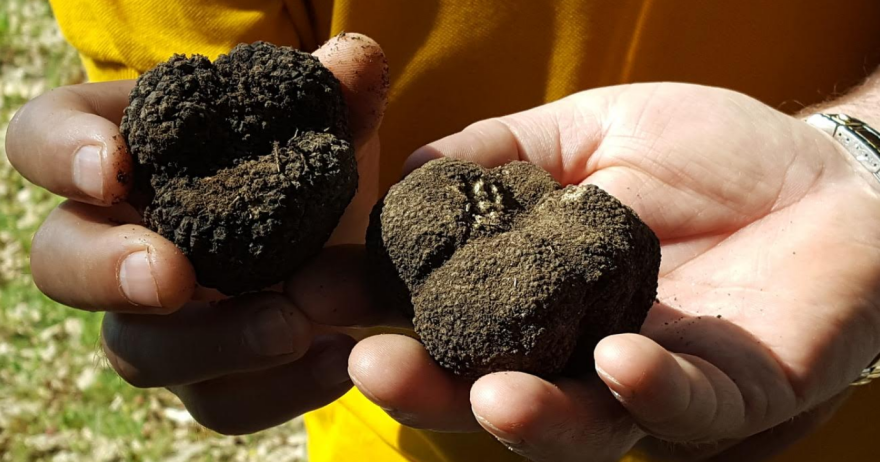 Κυνήγι τρούφας στα Μετέωρα από το Μουσείο Φυσικής Ιστορίας και Μανιταριών 