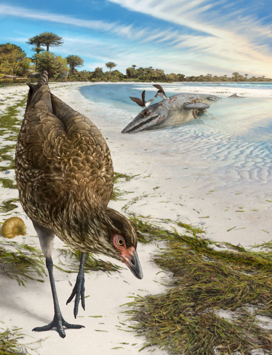 Αστεριόρνις: Βρέθηκε το αρχαιότερο απολίθωμα ανατομικά σύγχρονου πουλιού - Τι σημαίνει το όνομά του;