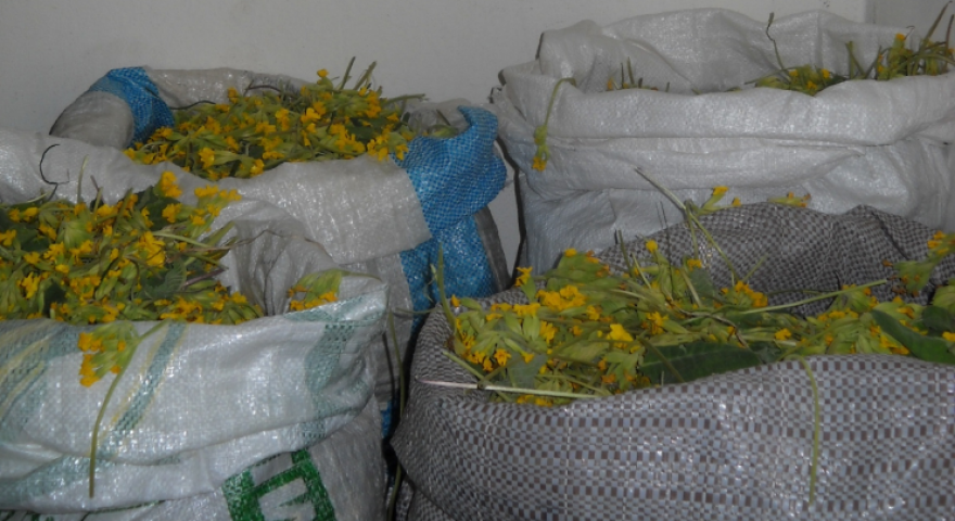 «Λουλούδι του Δαρβίνου»: Συνελήφθη κι άλλος Αλβανός που μάζευε το θαυματουργό φυτό