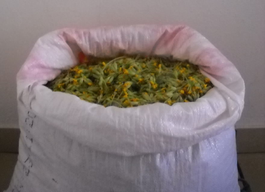 Λουλούδι του Δαρβίνου: Αλβανός συνέλεγε το φυτό στην Κόνιτσα