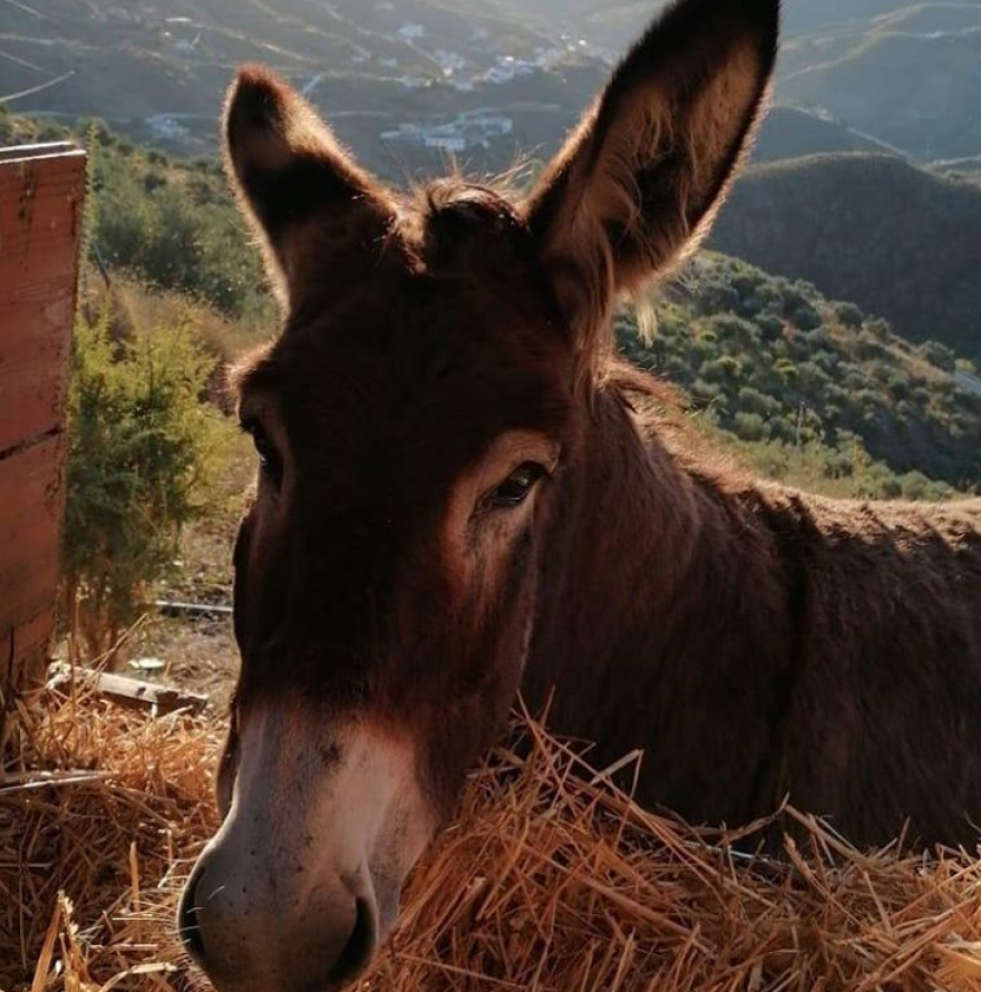 Ισπανός ξανασυναντά την γαϊδουρίτσα του μετά από δύο μήνες καραντίνας - Δείτε το συγκινητικό reunion