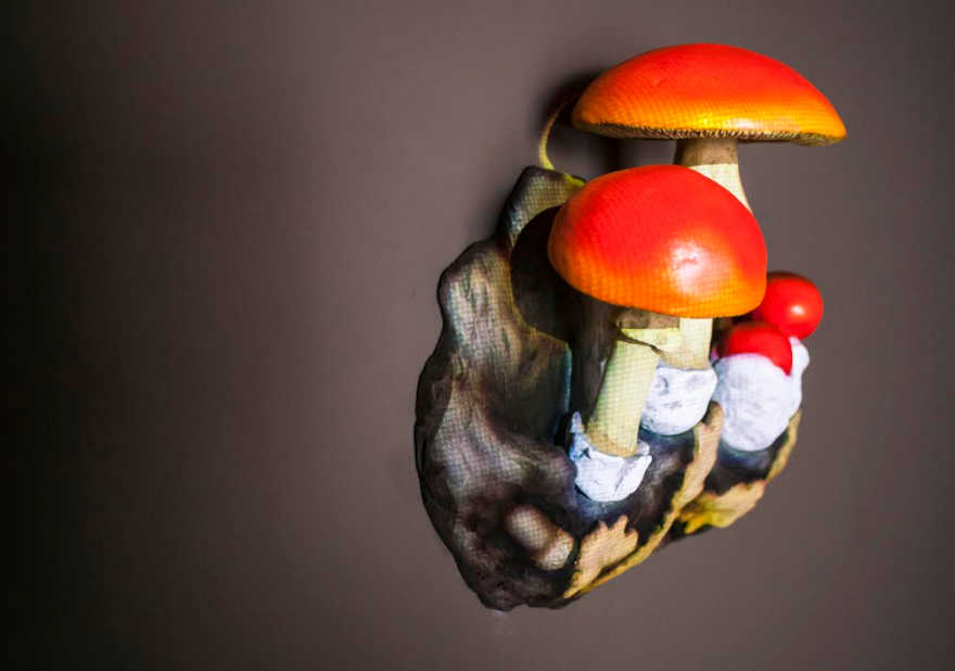 Νέα πτέρυγα στο Μουσείο Φυσικής Ιστορίας και Μανιταριών για τη θρεπτική αξία τους 