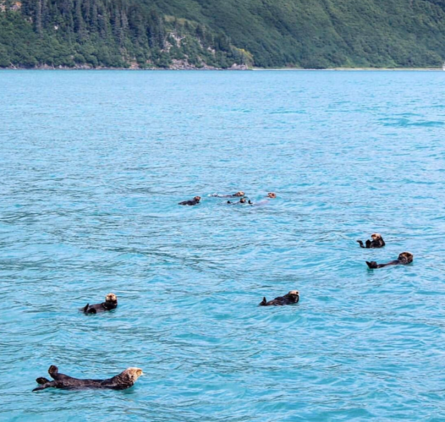 Σεισμός στην Αλάσκα: 7,8 Ρίχτερ στην Αλάσκα - Εκκενώνεται η πόλη Χόμερ - Ήχησαν σειρήνες