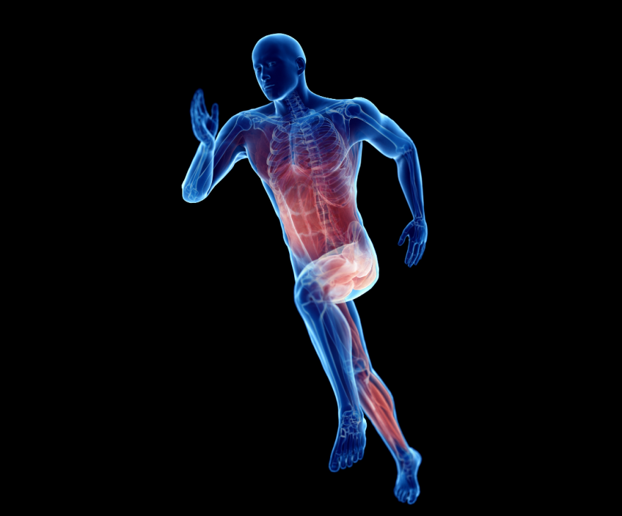 Οστά και Οστεοπόρωση: Μήπως το «κλειδί» για την αντιγήρανση βρίσκεται στα οστά;